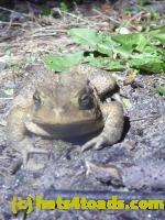 /home//u458753944/public_html/sourcegallery/////Roxborough Toad Detour/2013-2019/2013/2013-04-09/P1120197.JPG